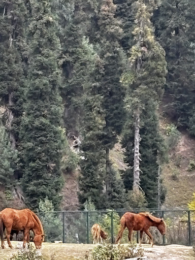 Photo from customer review